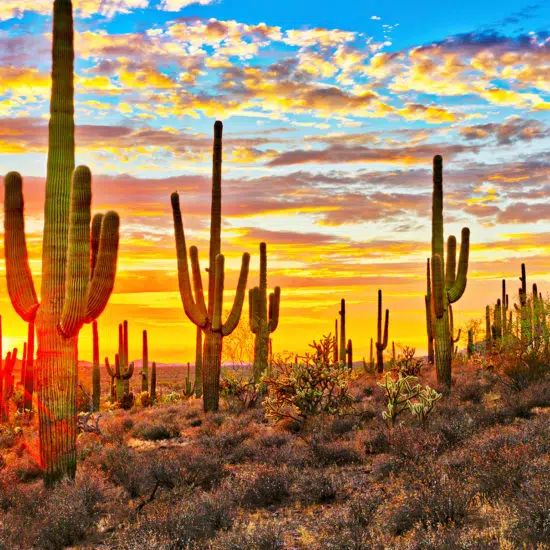 Phoenix - Mesa, Arizona